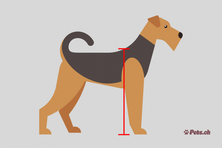 chien-taille-pets-ch chien-taille-pets-ch