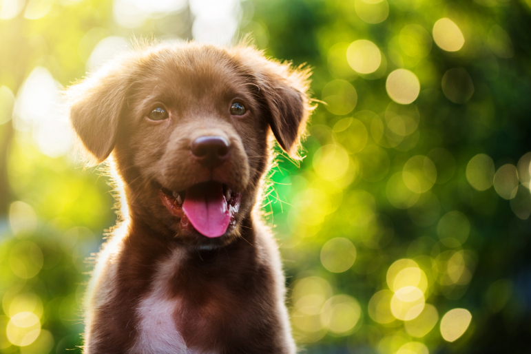 bébé chien à l’extérieur bébé chien à l’extérieur