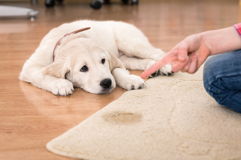 bébé chien qui a fait pipi sur le tapis bébé chien qui a fait pipi sur le tapis