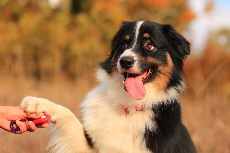 clicker et chien clicker et chien