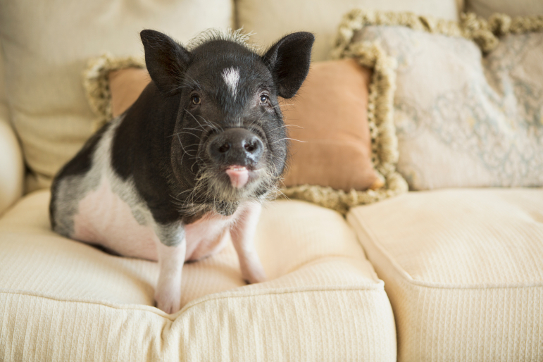 cochon nain cochon nain