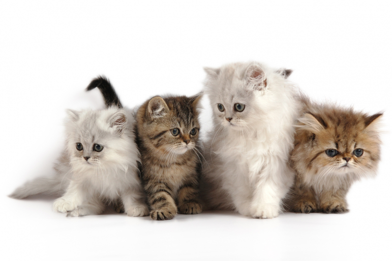 différente race de chatons différente race de chatons