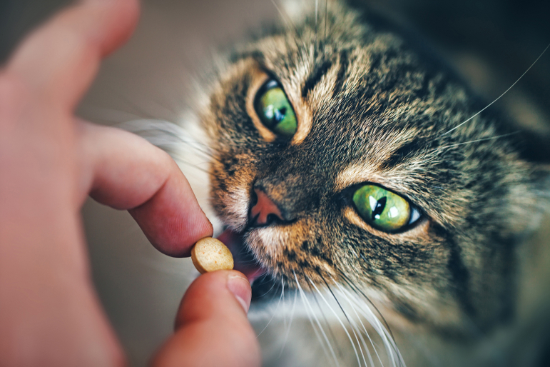 chat qui prend un médoc chat qui prend un médoc