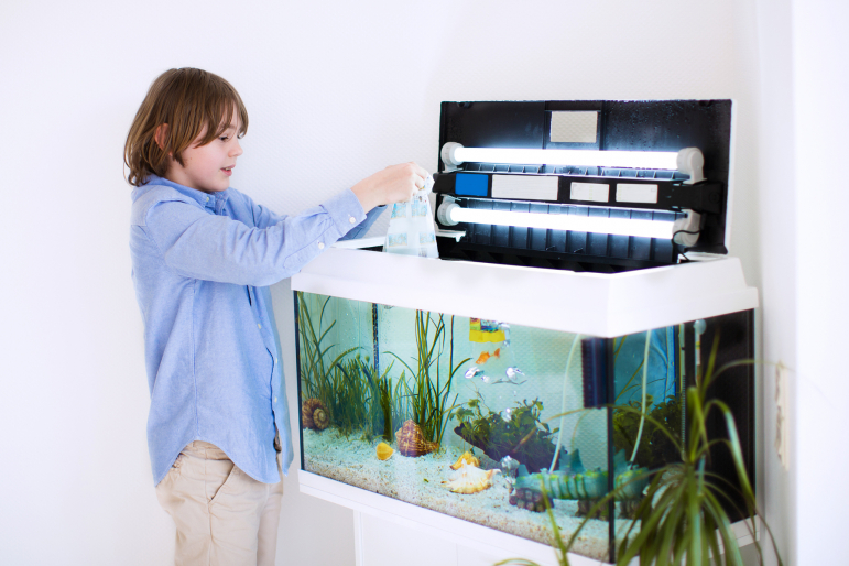 enfant introduisant poissons dans aquarium enfant introduisant poissons dans aquarium