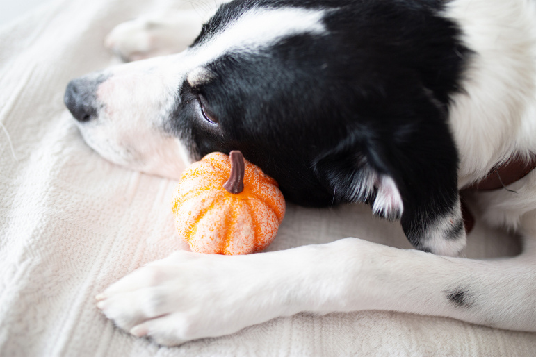 ennuie-chien-occupation ennuie-chien-occupation