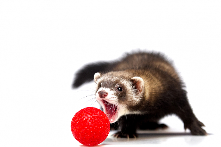 furet jouant à la balle furet jouant à la balle