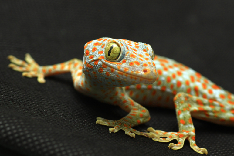 gecko gecko