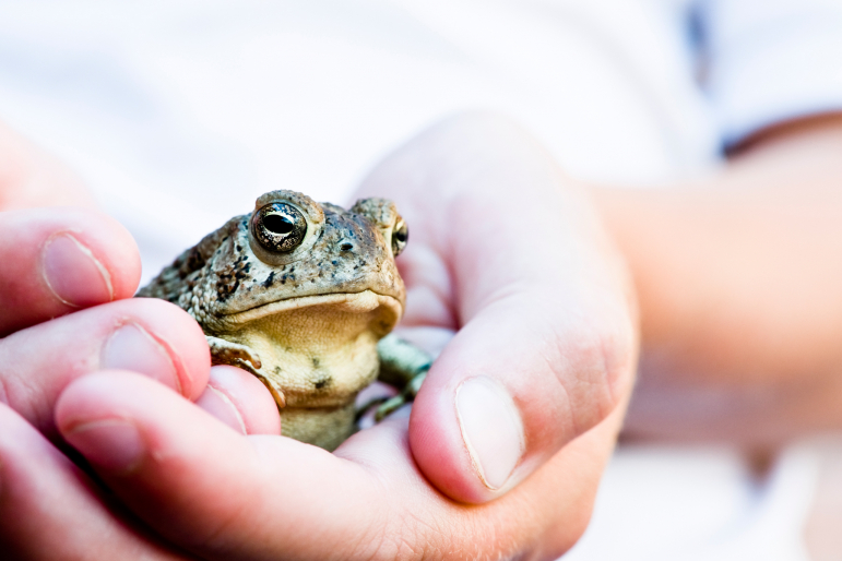 Grenouille Grenouille