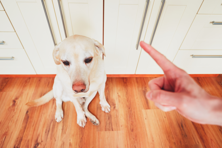 labrador qui se fait gronder