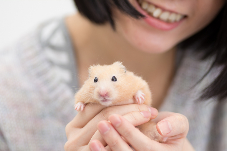 hamster dans les mains d'une femme hamster dans les mains d'une femme
