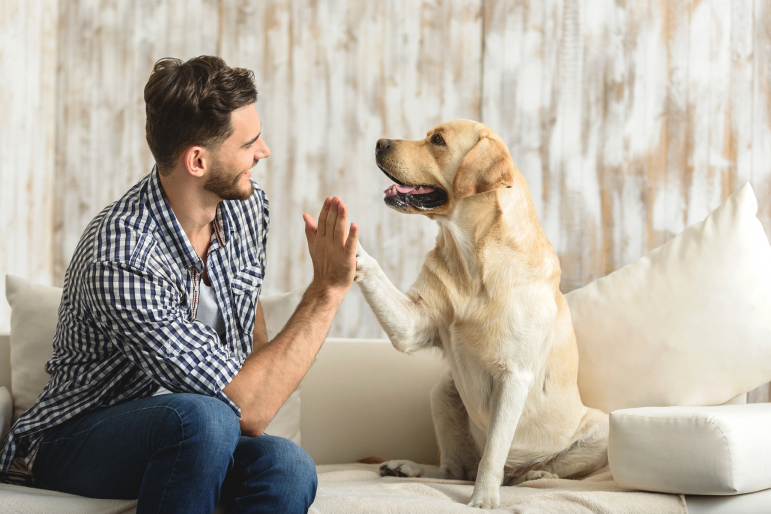 homme faisant un high five à un labrador sur un canapé homme faisant un high five à un labrador sur un canapé