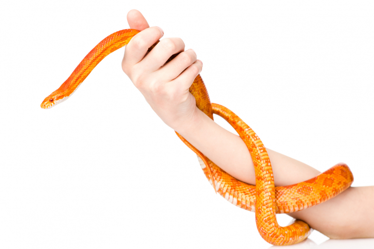 homme tenant un serpent des blés homme tenant un serpent des blés