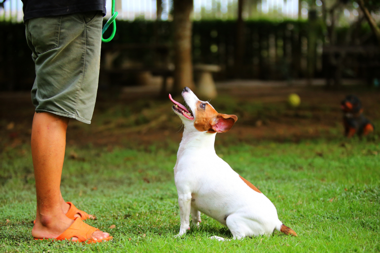 Jack russel regardant son maître