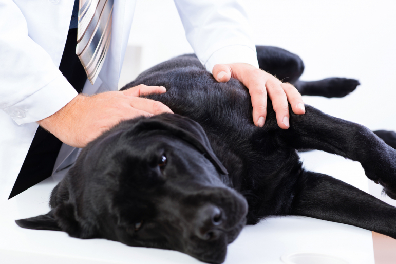labrador noir chez le vétérinaire labrador noir chez le vétérinaire