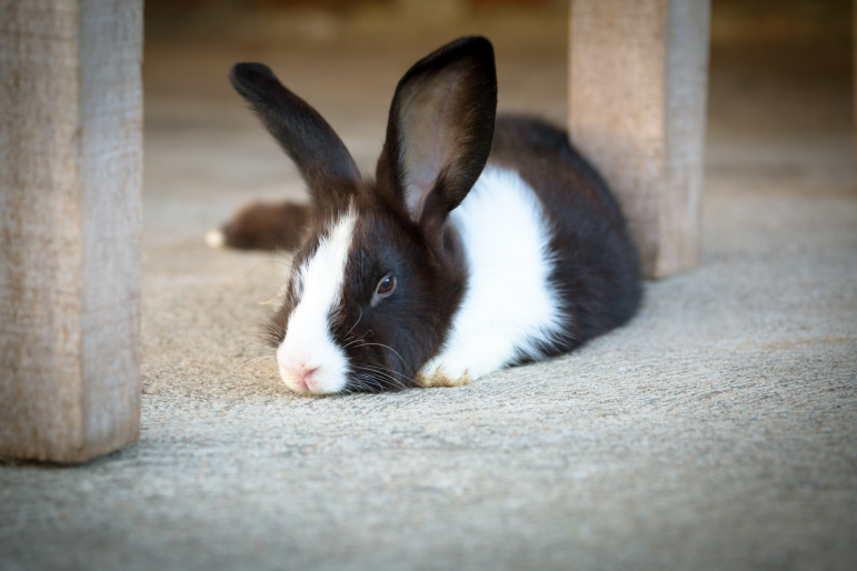 lapin couché lapin couché