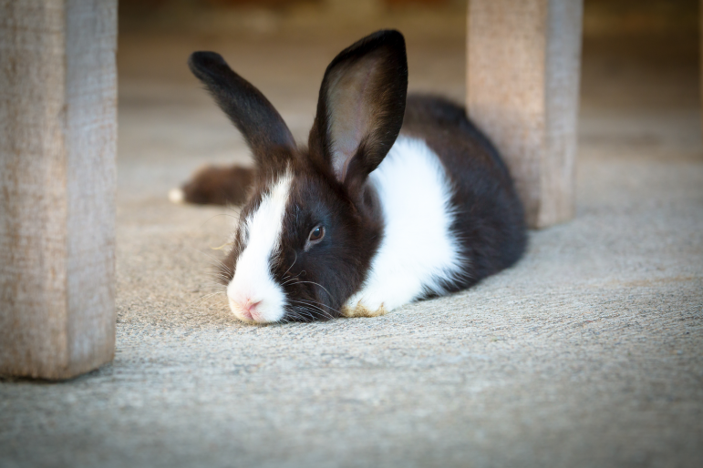 lapin couché