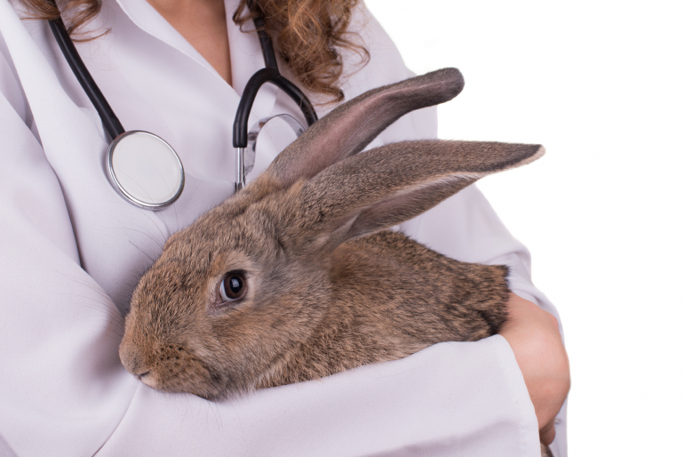 lapin chez le véto lapin chez le véto