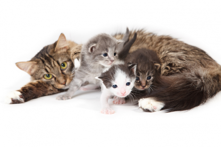 maman chat avec des chatons