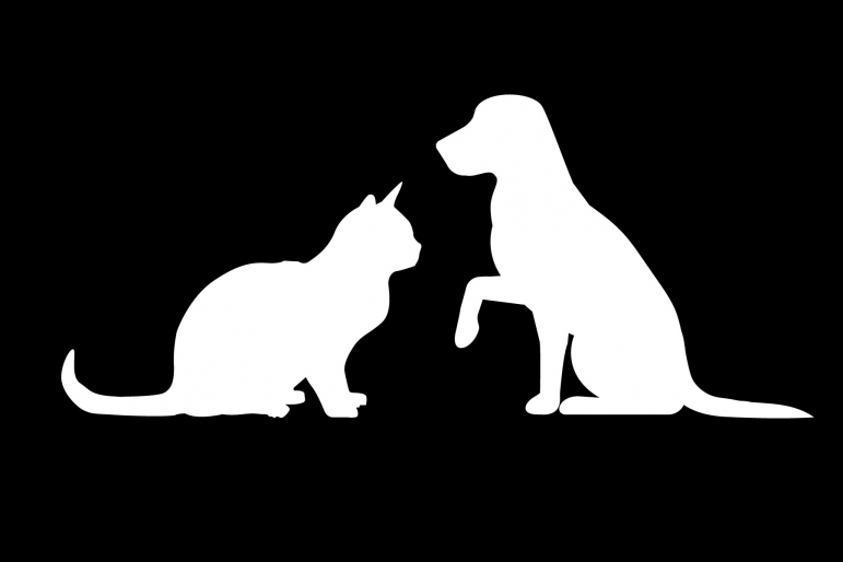 mort-chat-chien mort-chat-chien