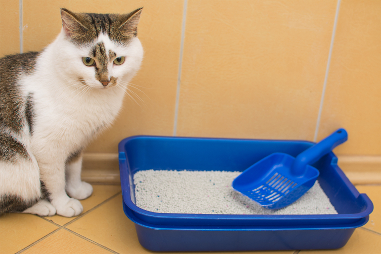 nettoyer-litière-chat nettoyer-litière-chat