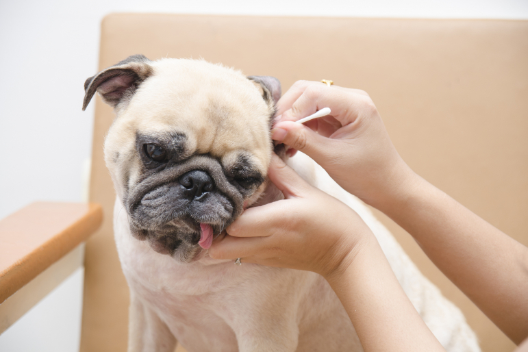 Nettoyer les oreilles de son chien : les bons gestes à adopter