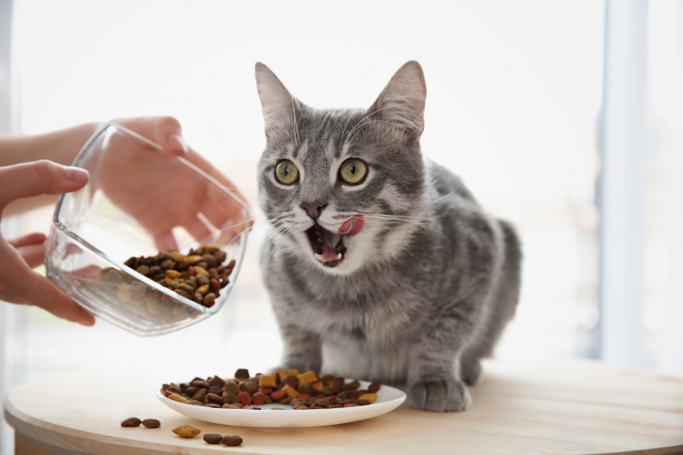 chat se faisant nourrir en miaulant