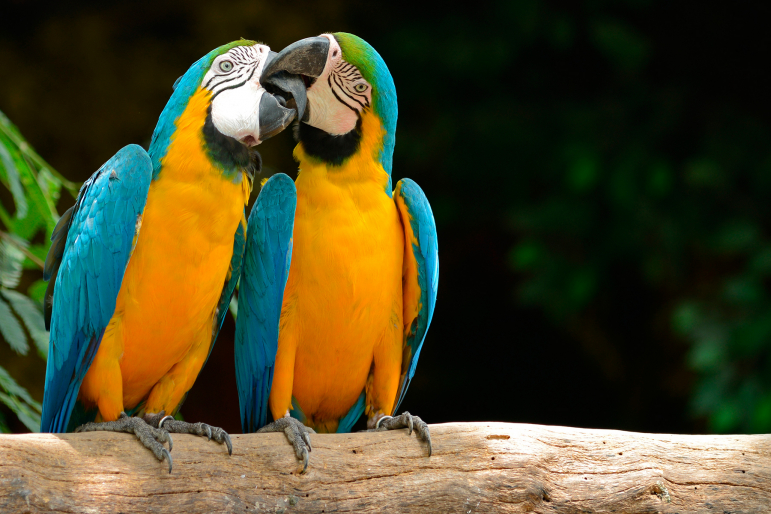 oiseau oiseau