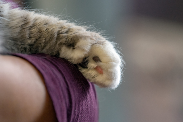 patte d'un chat patte d'un chat