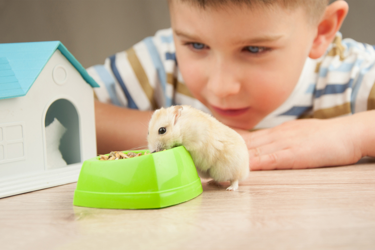 petit garçon avec un hamster petit garçon avec un hamster