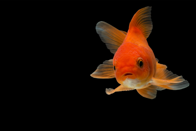 poisson rouge poisson rouge