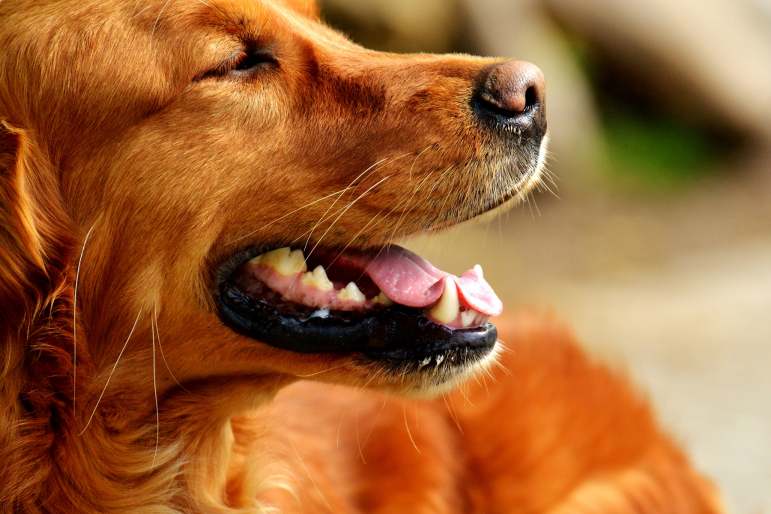 portrait golden retriever