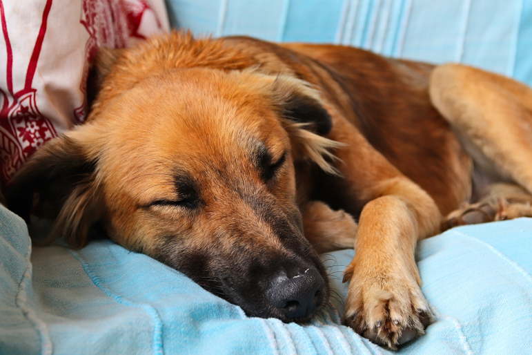 prendre-temperature-chien prendre-temperature-chien