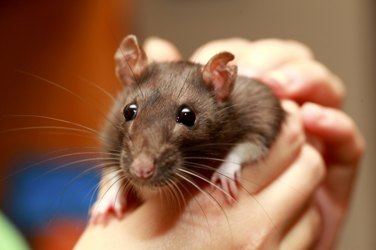 rat chez un humain rat chez un humain