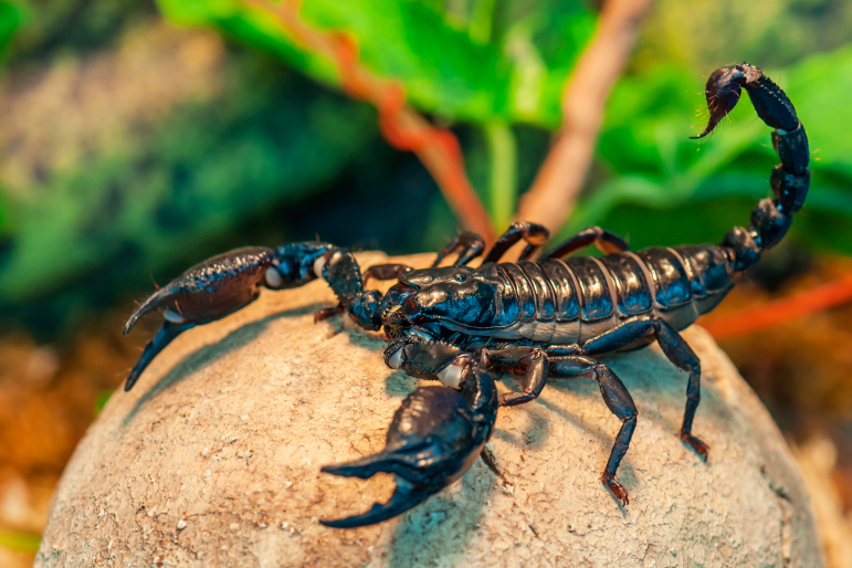 scorpion scorpion