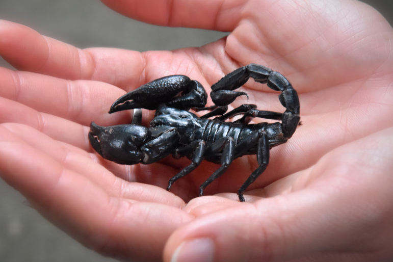 scorpion scorpion