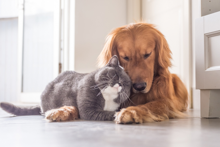 chien et chat se calinant chien et chat se calinant