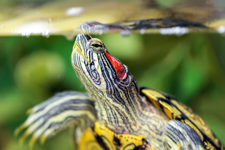 tortue aquatique tortue aquatique