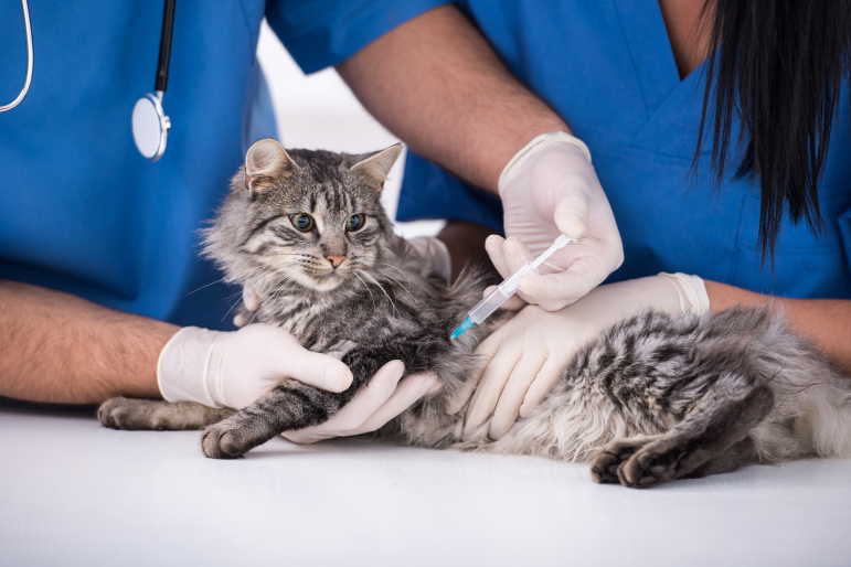 chat se faisant vacciner