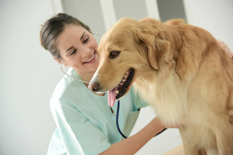 vétérinaire et golden retriever vétérinaire et golden retriever