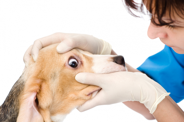 véto qui examine les yeux d'un chien véto qui examine les yeux d'un chien