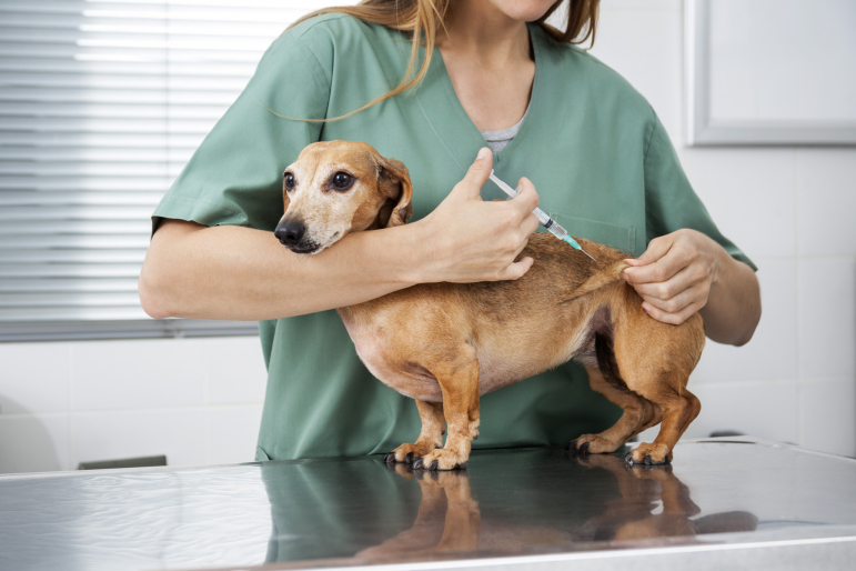 chien recevant une piqûre chez le véto chien recevant une piqûre chez le véto