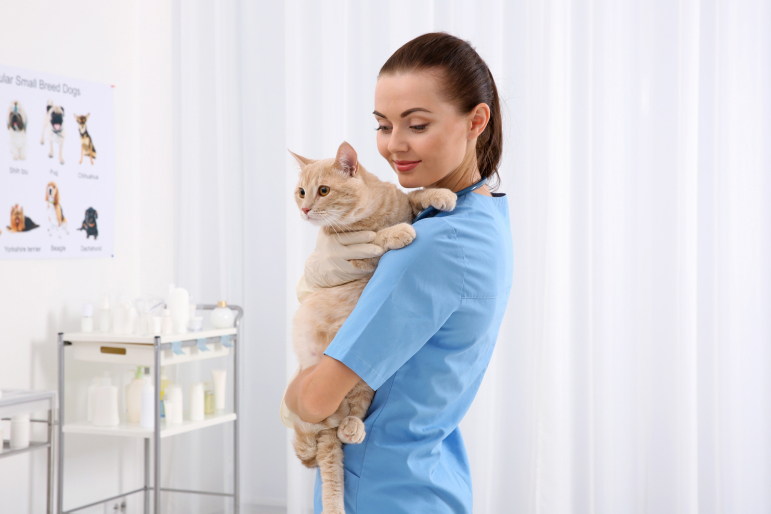 chat beige dans les bras d'une vétérinaire