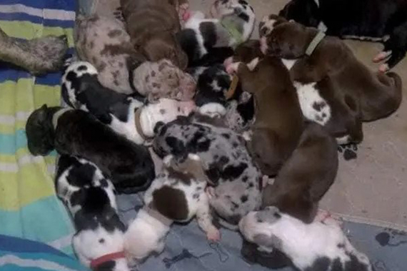 Une femelle dogue allemand a donné naissance à 21 chiots 